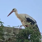 Storchennest - Mit Kamin, Sauna, Garten, E-piano, Fahrradverleih *