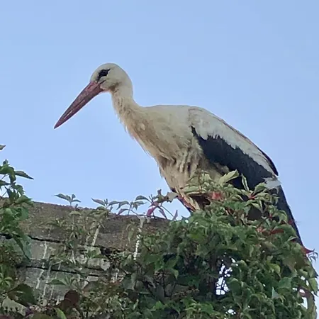 Storchennest - Mit Kamin, Sauna, Garten, E-piano *