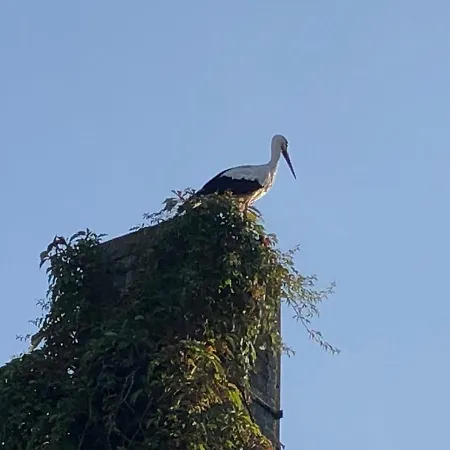 Apartament Storchennest - Mit Kamin, Sauna, Garten, E-piano *