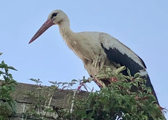 Storchennest - Mit Kamin, Sauna, Garten, E-piano *