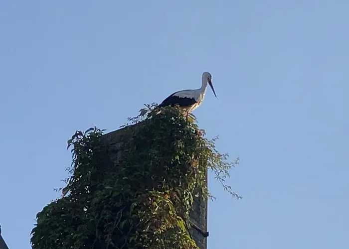 Appartamento Storchennest - Mit Kamin, Sauna, Garten, E-piano, Fahrradverleih *